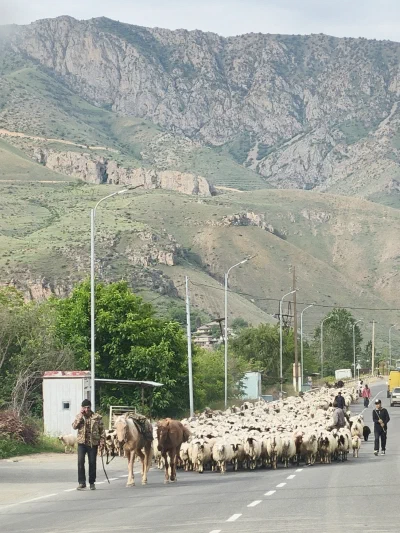 A sheep herd on the road to Yerevan